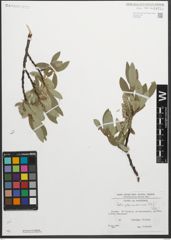 Foto von Salix glaucosericea Flod.